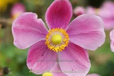 Anemone hybrida 'Hadspen Abundance'