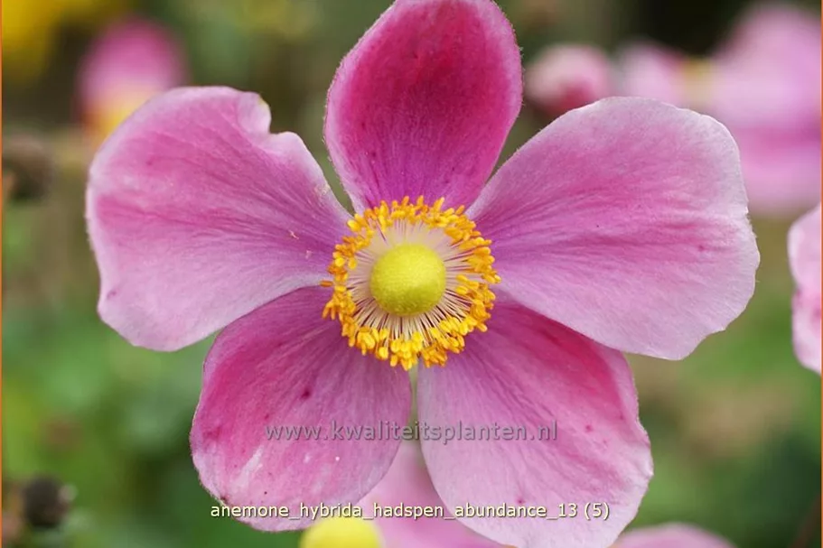 Anemone hybrida 'Hadspen Abundance'