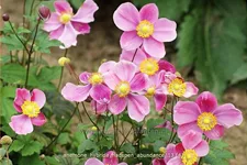 Anemone hybrida 'Hadspen Abundance'
