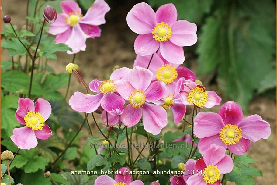 Anemone hybrida 'Hadspen Abundance'