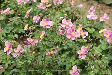 Anemone hybrida 'Hadspen Abundance'