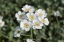 Achillea umbellata