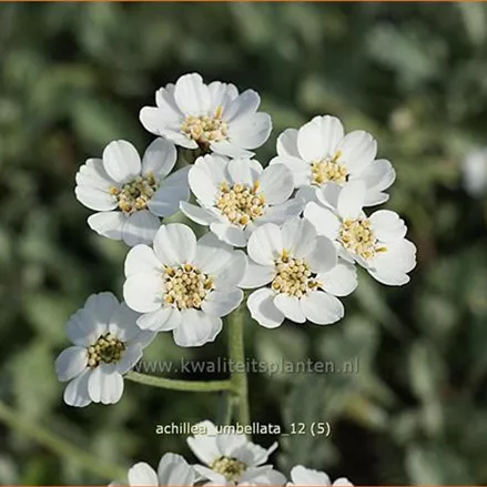 Achillea umbellata