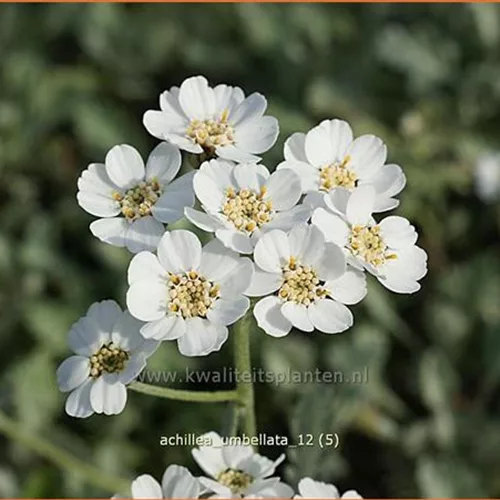 Achillea umbellata