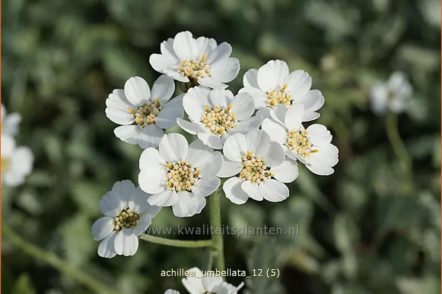 Achillea umbellata