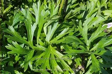 Anemone 'Spring Beauty White'