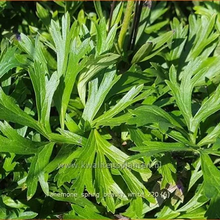 Anemone 'Spring Beauty White'