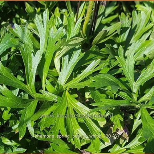 Anemone 'Spring Beauty White'