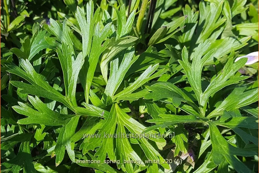 Anemone 'Spring Beauty White'