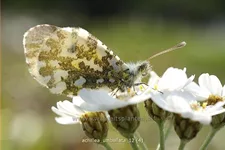 Achillea umbellata
