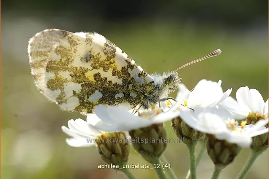 Achillea umbellata