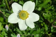 Anemone 'Spring Beauty White'