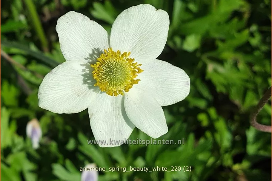 Anemone 'Spring Beauty White'