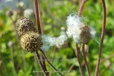 Anemone 'Spring Beauty White'