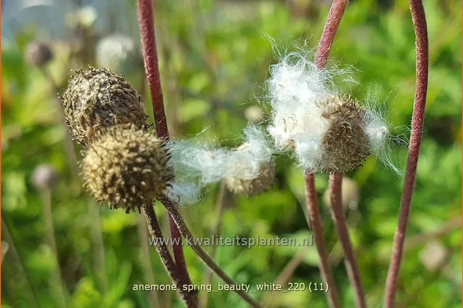 Anemone 'Spring Beauty White'