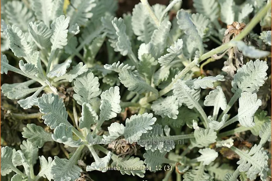 Achillea umbellata