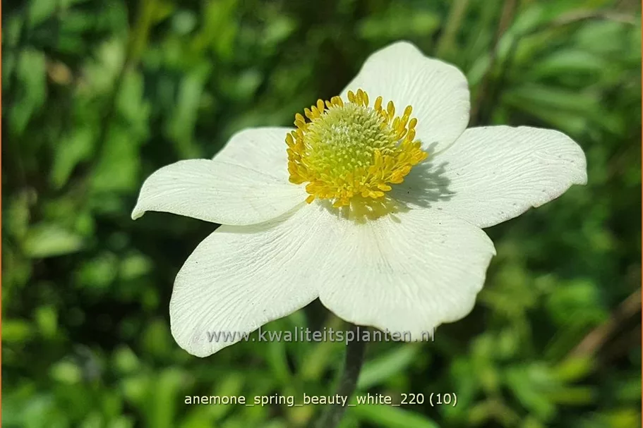 Anemone 'Spring Beauty White'