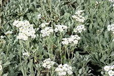 Achillea umbellata