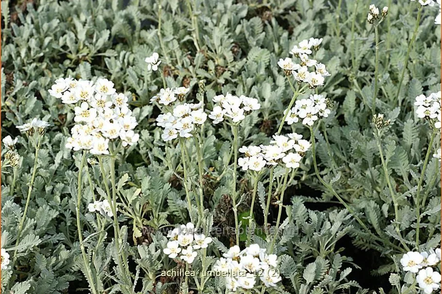 Achillea umbellata