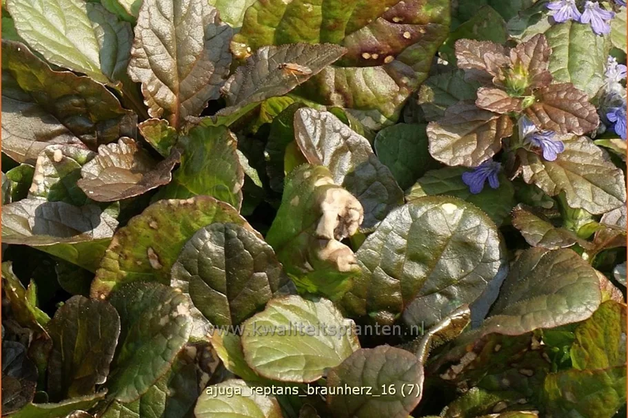 Ajuga reptans 'Braunherz'
