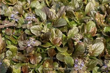 Ajuga reptans 'Braunherz'
