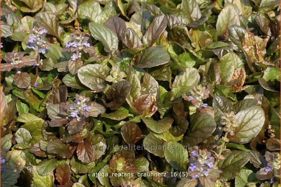 Ajuga reptans 'Braunherz'