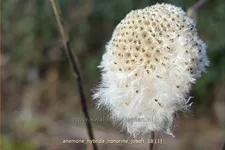 Anemone hybrida 'Honorine Jobert' Staude im 9x9 cm Vierecktopf