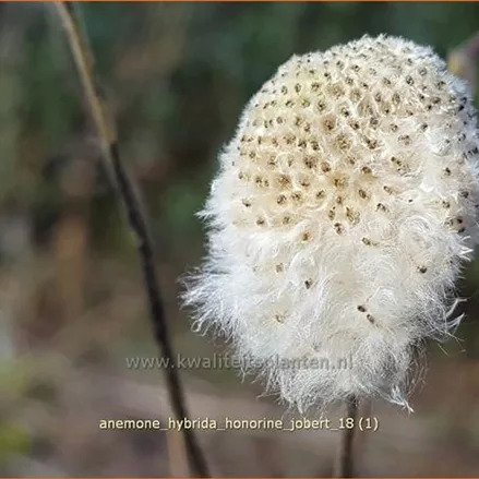 Anemone hybrida 'Honorine Jobert'