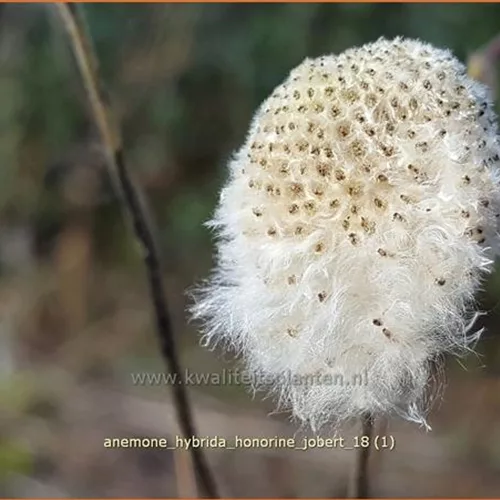 Anemone hybrida 'Honorine Jobert'