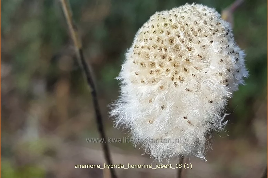 Anemone hybrida 'Honorine Jobert' Staude im 9x9 cm Vierecktopf