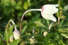 Anemone sylvestris