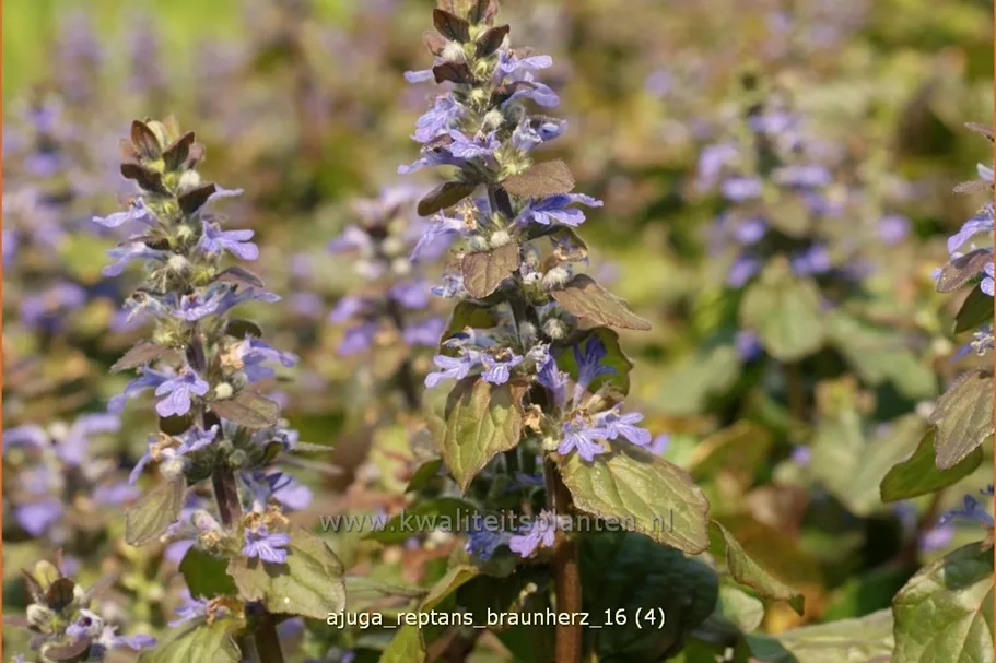 Ajuga reptans 'Braunherz'