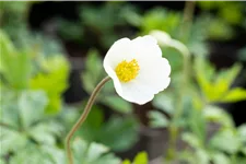 Anemone sylvestris