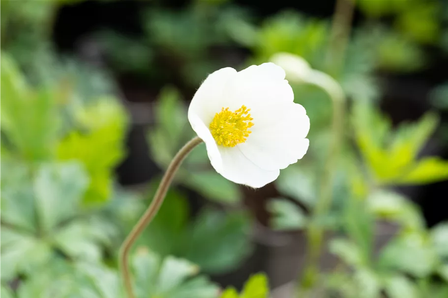 Anemone sylvestris