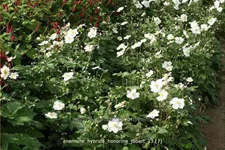 Anemone hybrida 'Honorine Jobert' Staude im 9x9 cm Vierecktopf