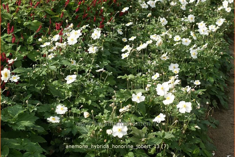 Anemone hybrida 'Honorine Jobert' Staude im 9x9 cm Vierecktopf