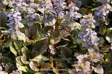 Ajuga reptans 'Braunherz'