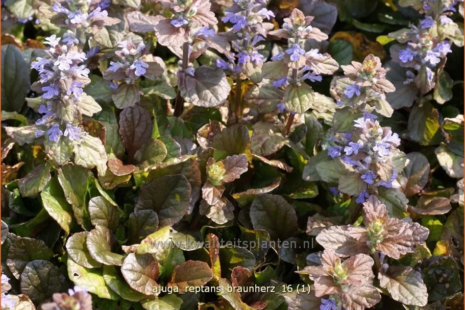 Ajuga reptans 'Braunherz'