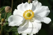 Anemone hybrida 'Honorine Jobert' Staude im 9x9 cm Vierecktopf