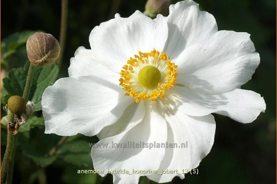 Anemone hybrida 'Honorine Jobert' Staude im 9x9 cm Vierecktopf