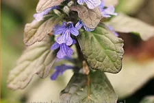 Ajuga reptans 'Braunherz'
