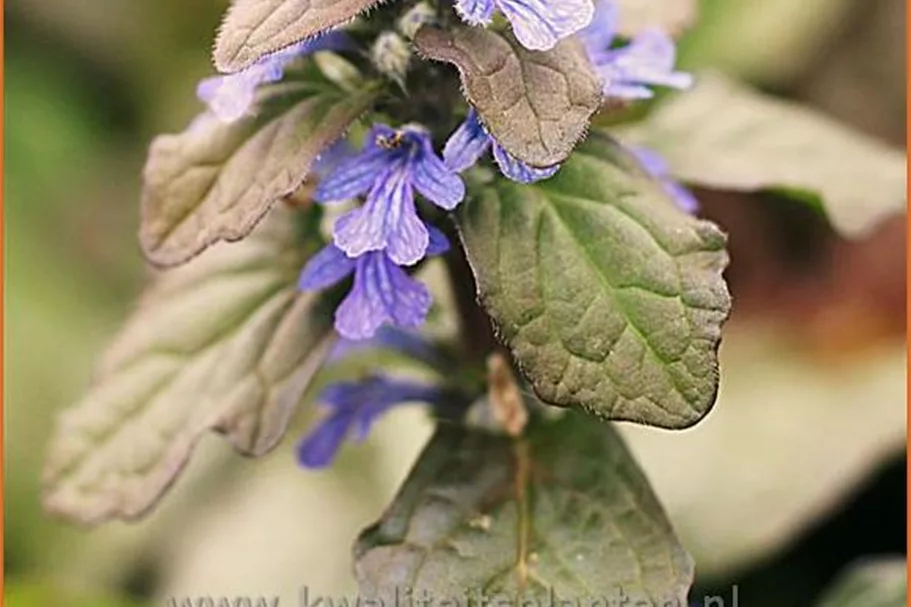 Ajuga reptans 'Braunherz'