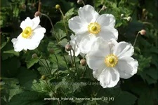 Anemone hybrida 'Honorine Jobert' Staude im 9x9 cm Vierecktopf