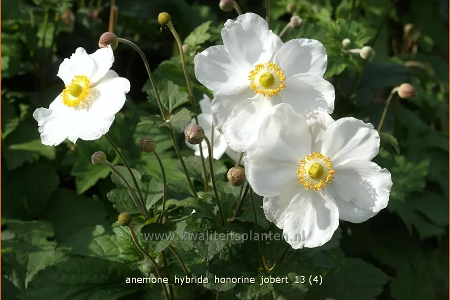 Anemone hybrida 'Honorine Jobert' Staude im 9x9 cm Vierecktopf