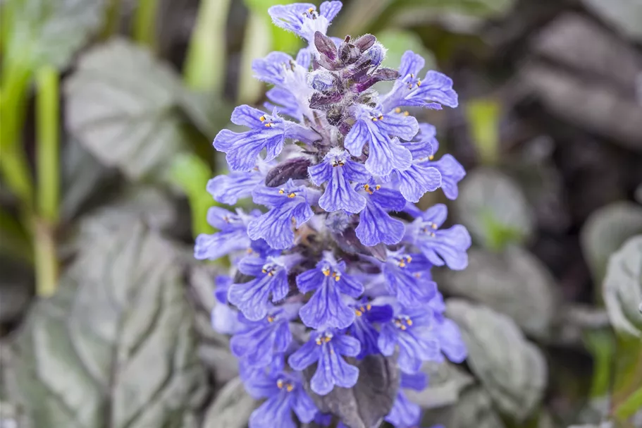 Ajuga reptans 'Braunherz'