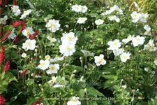 Anemone hybrida 'Honorine Jobert' Staude im 9x9 cm Vierecktopf
