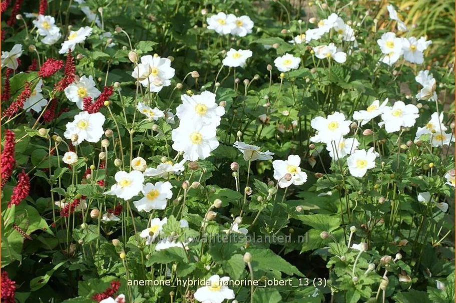 Anemone hybrida 'Honorine Jobert' Staude im 9x9 cm Vierecktopf