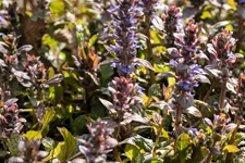 Ajuga reptans 'Braunherz'