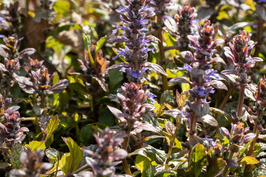 Ajuga reptans 'Braunherz'