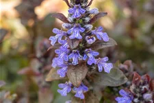 Ajuga reptans 'Braunherz'